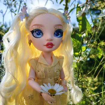 Ромашка луговая