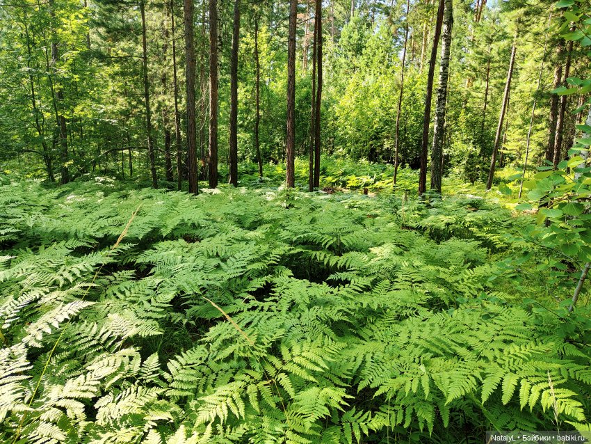 Миллион лет до палеонтологии (фото 9)