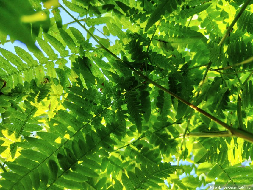 Миллион лет до палеонтологии (фото 8)