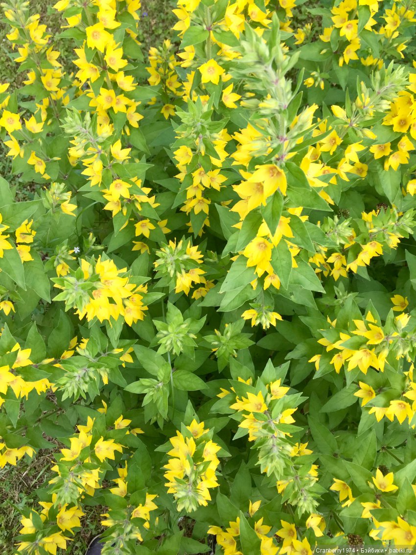 Цветы- роскошный дар природы | Бэйбики Цветы- роскошный дар природы