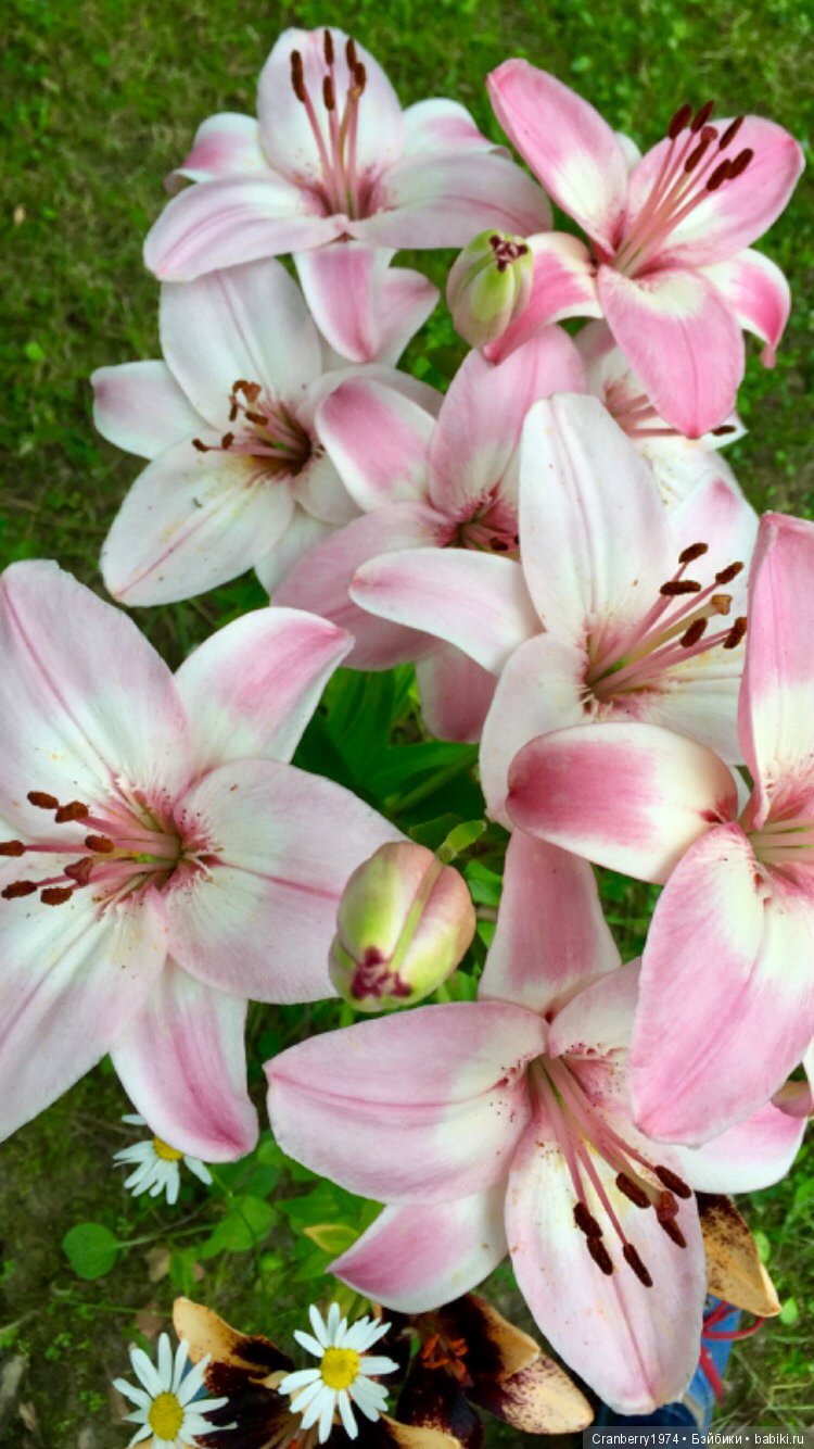 Цветы- роскошный дар природы | Бэйбики Цветы- роскошный дар природы (фото 6)