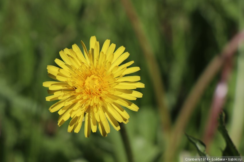 Цветы- роскошный дар природы | Бэйбики Цветы- роскошный дар природы