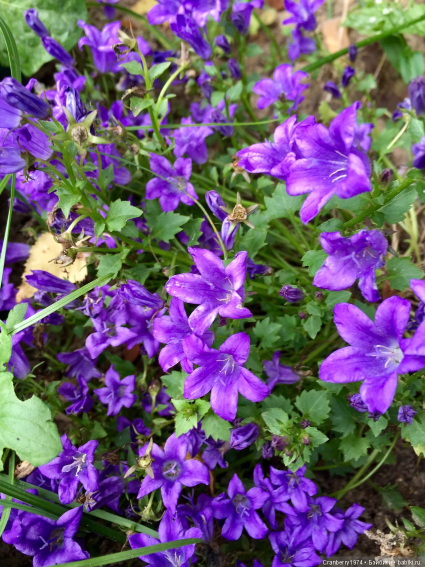 Цветы- роскошный дар природы | Бэйбики Цветы- роскошный дар природы