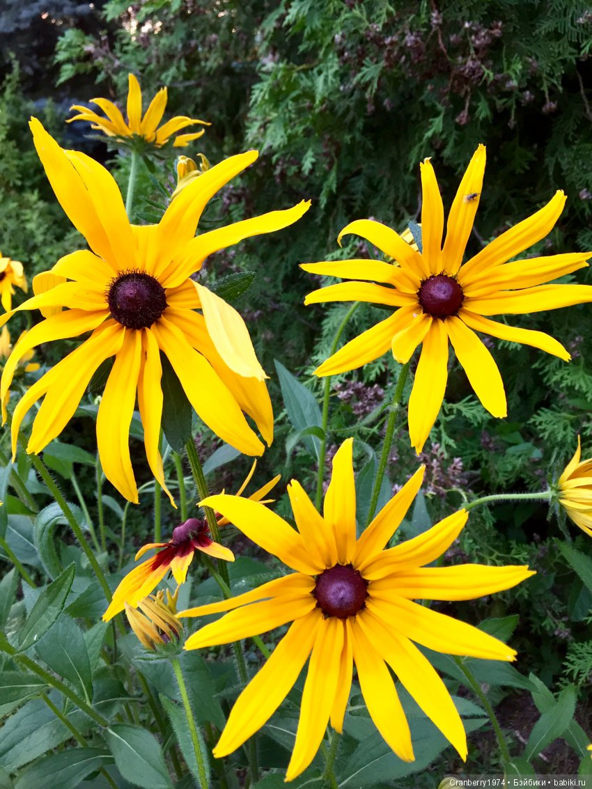 Цветы- роскошный дар природы | Бэйбики Цветы- роскошный дар природы (фото 10)