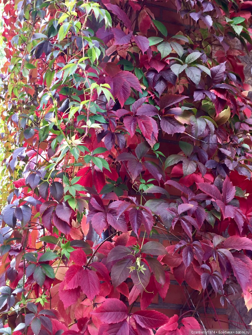 Цветы- роскошный дар природы | Бэйбики Цветы- роскошный дар природы