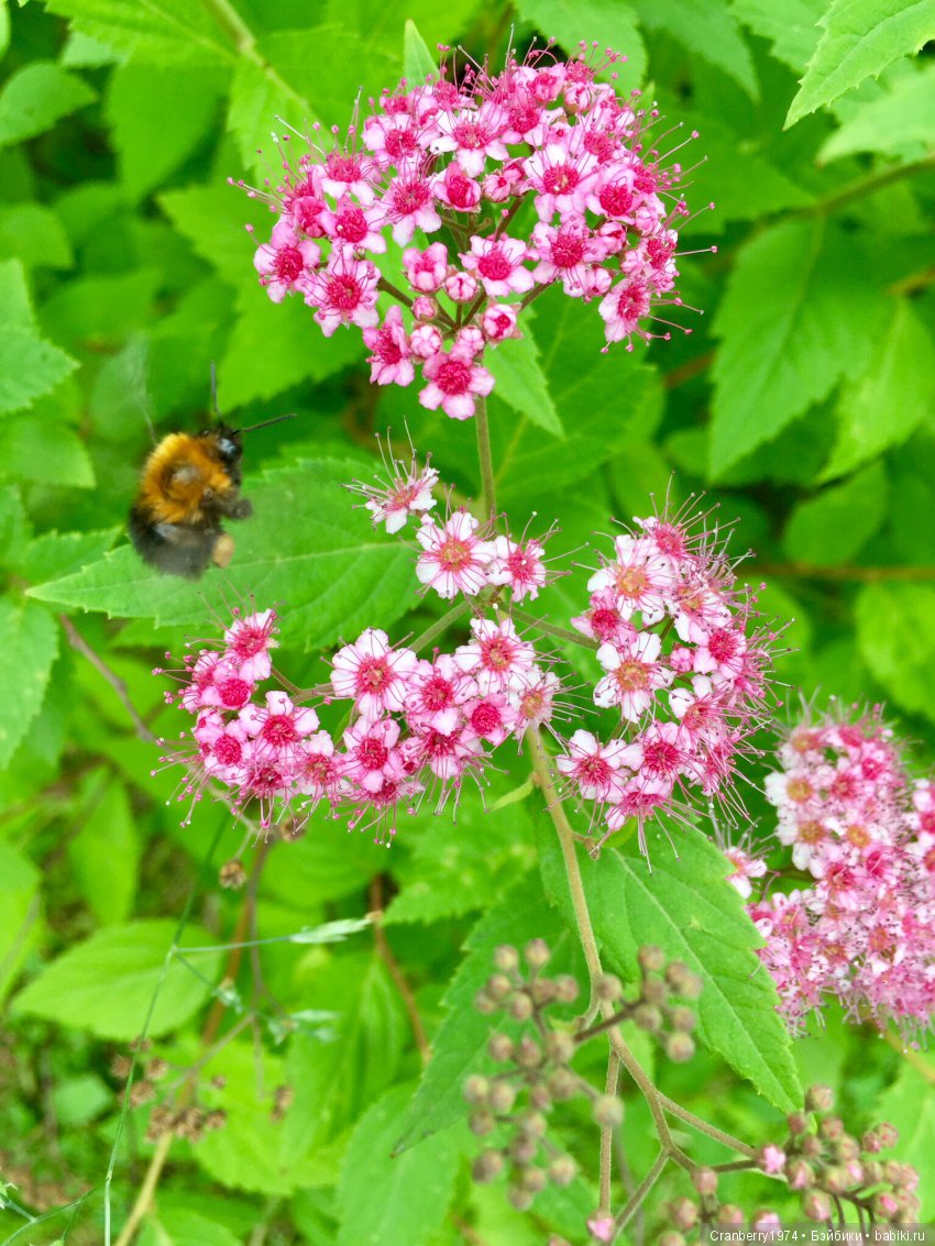 Цветы- роскошный дар природы | Бэйбики Цветы- роскошный дар природы