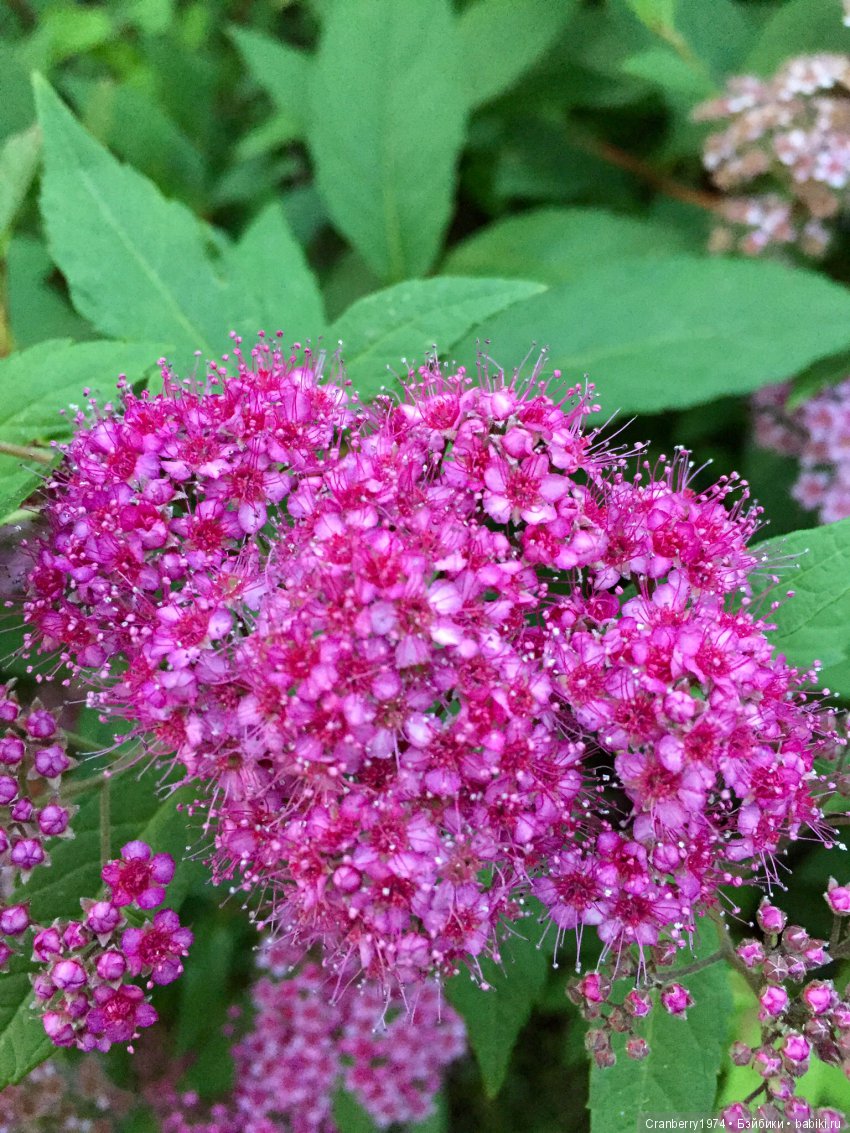 Цветы- роскошный дар природы | Бэйбики Цветы- роскошный дар природы (фото 5)