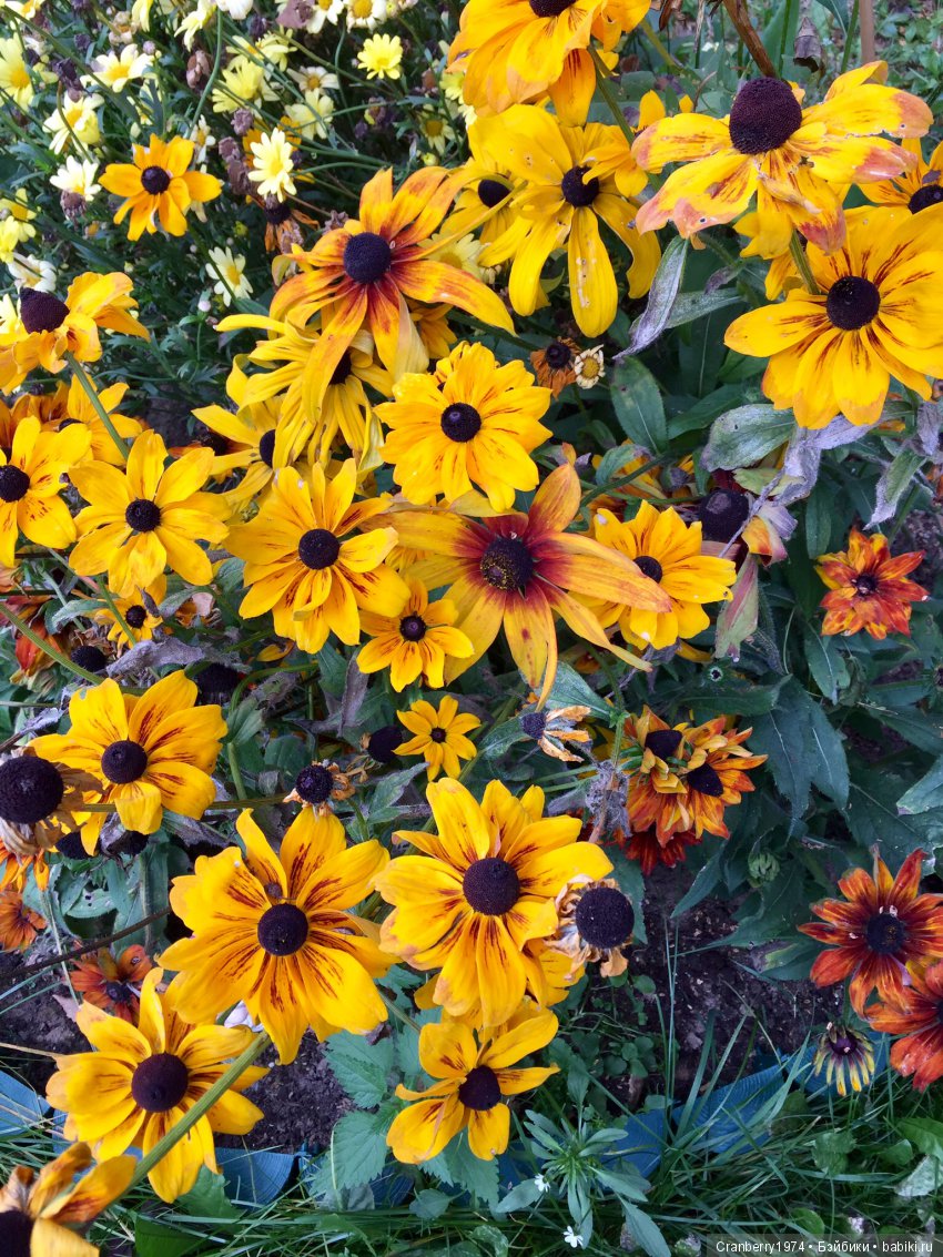 Цветы- роскошный дар природы | Бэйбики Цветы- роскошный дар природы