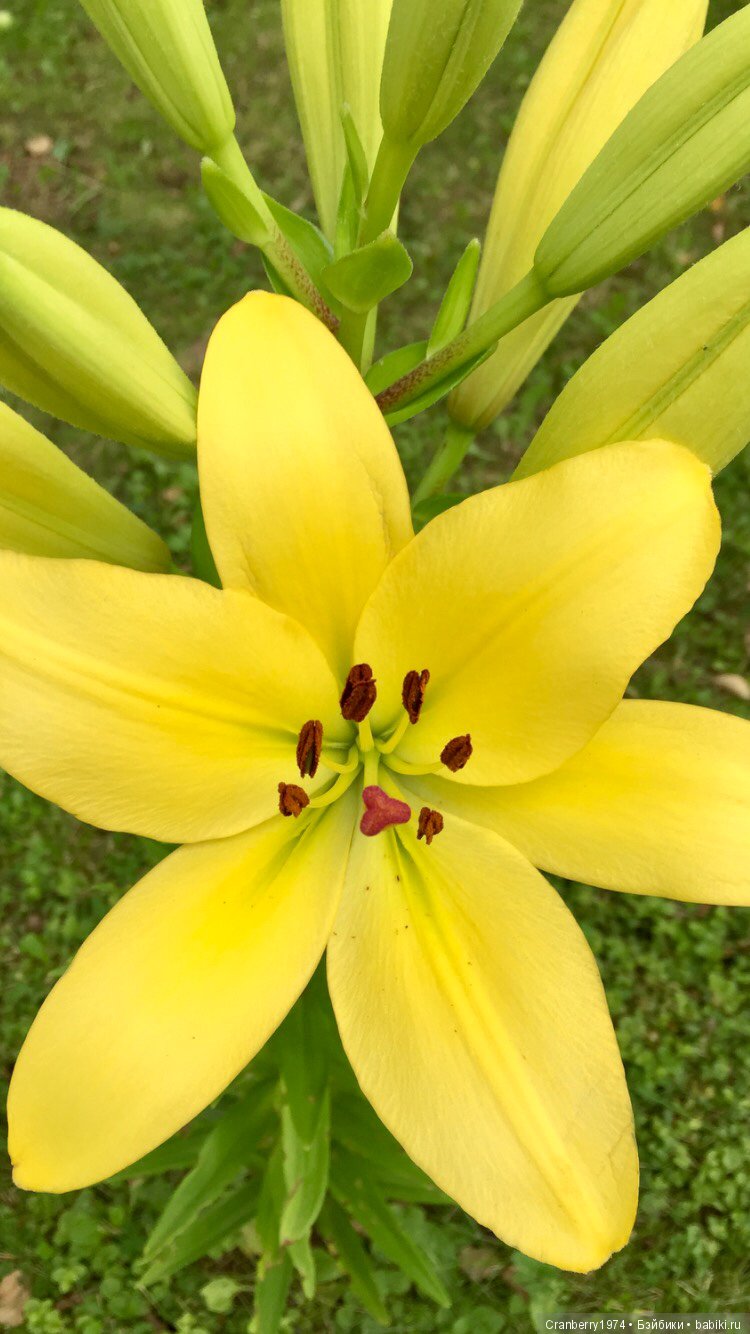 Цветы- роскошный дар природы | Бэйбики Цветы- роскошный дар природы (фото 7)