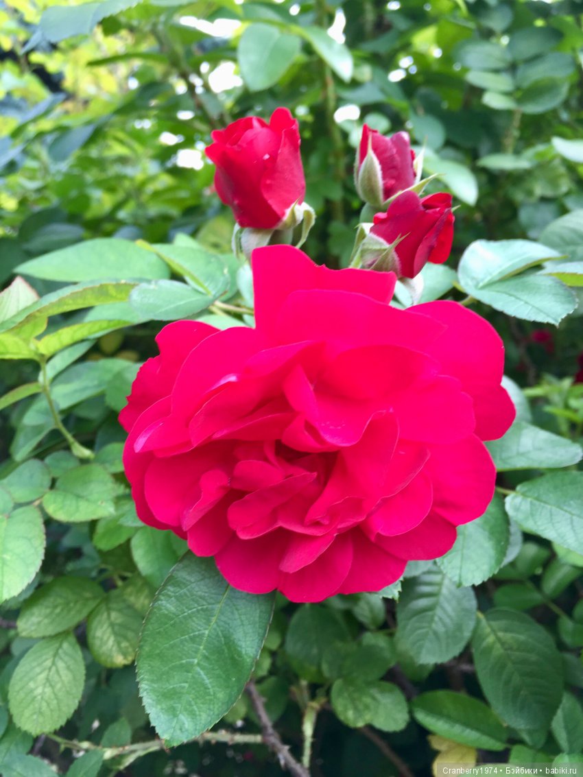 Цветы- роскошный дар природы | Бэйбики Цветы- роскошный дар природы