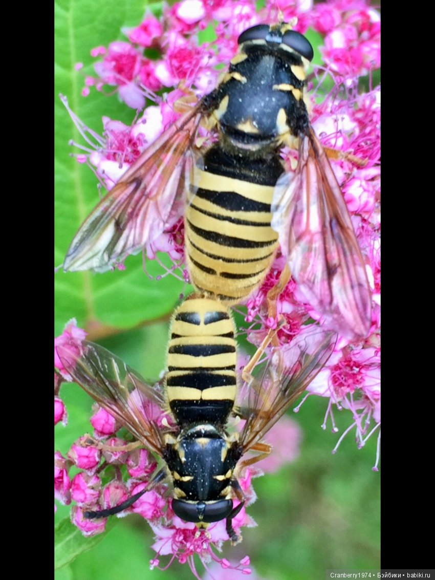 Цветы- роскошный дар природы | Бэйбики Цветы- роскошный дар природы