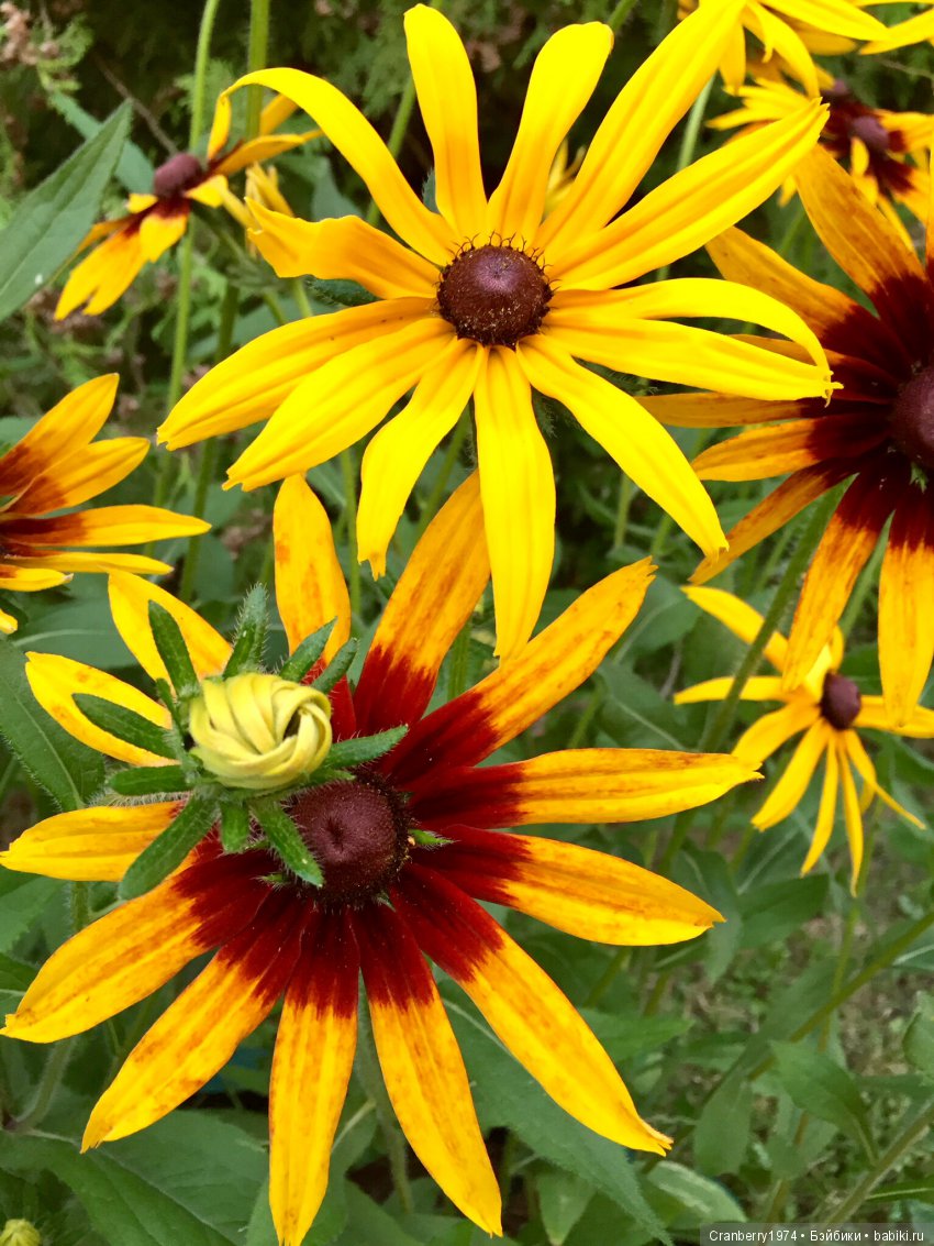 Цветы- роскошный дар природы | Бэйбики Цветы- роскошный дар природы