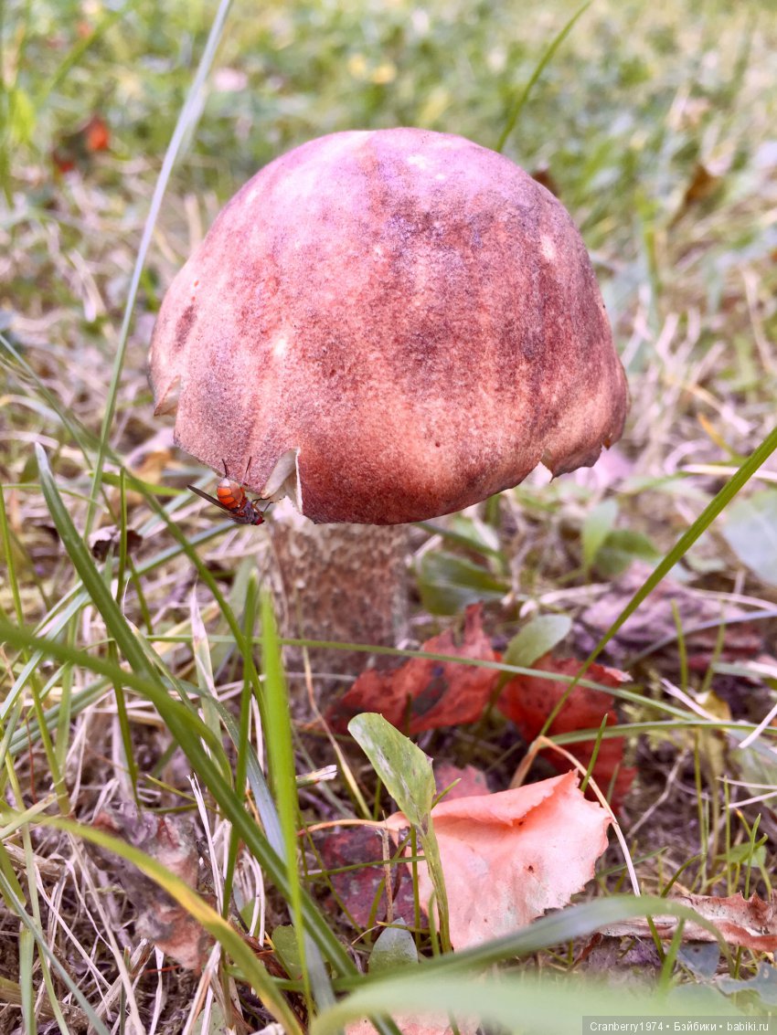 Цветы- роскошный дар природы | Бэйбики Цветы- роскошный дар природы