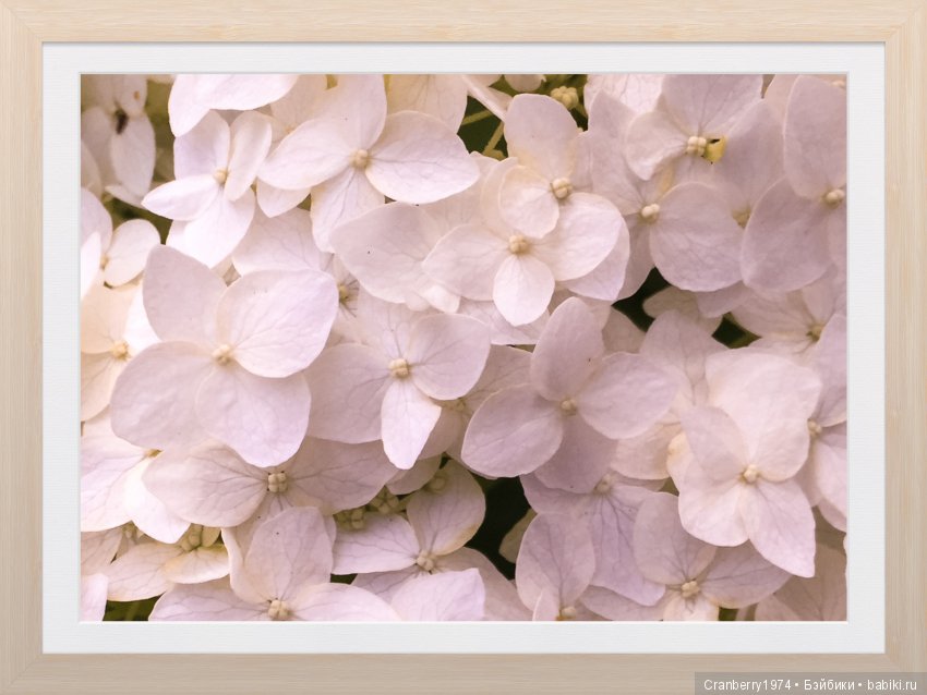 Цветы- роскошный дар природы | Бэйбики Цветы- роскошный дар природы