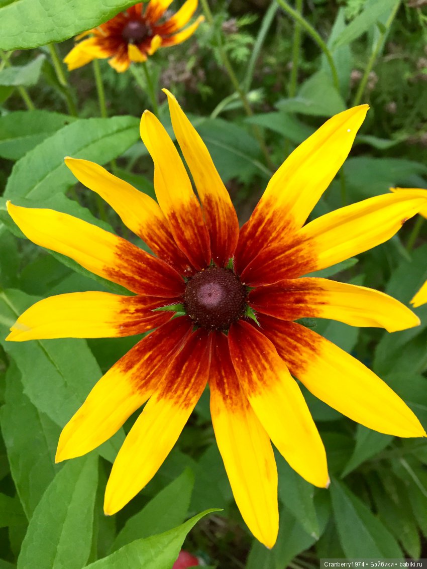 Цветы- роскошный дар природы | Бэйбики Цветы- роскошный дар природы (фото 9)