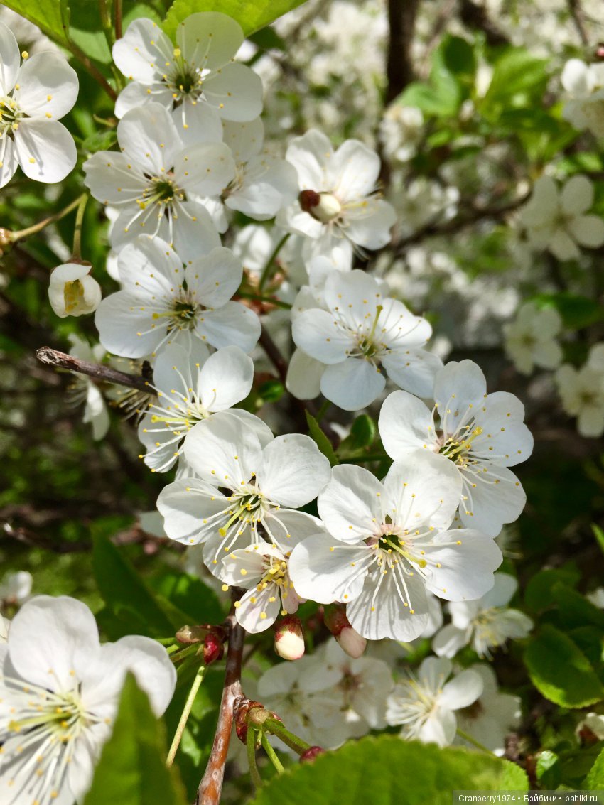Цветы- роскошный дар природы | Бэйбики Цветы- роскошный дар природы