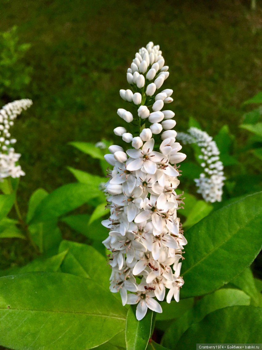 Цветы- роскошный дар природы | Бэйбики Цветы- роскошный дар природы