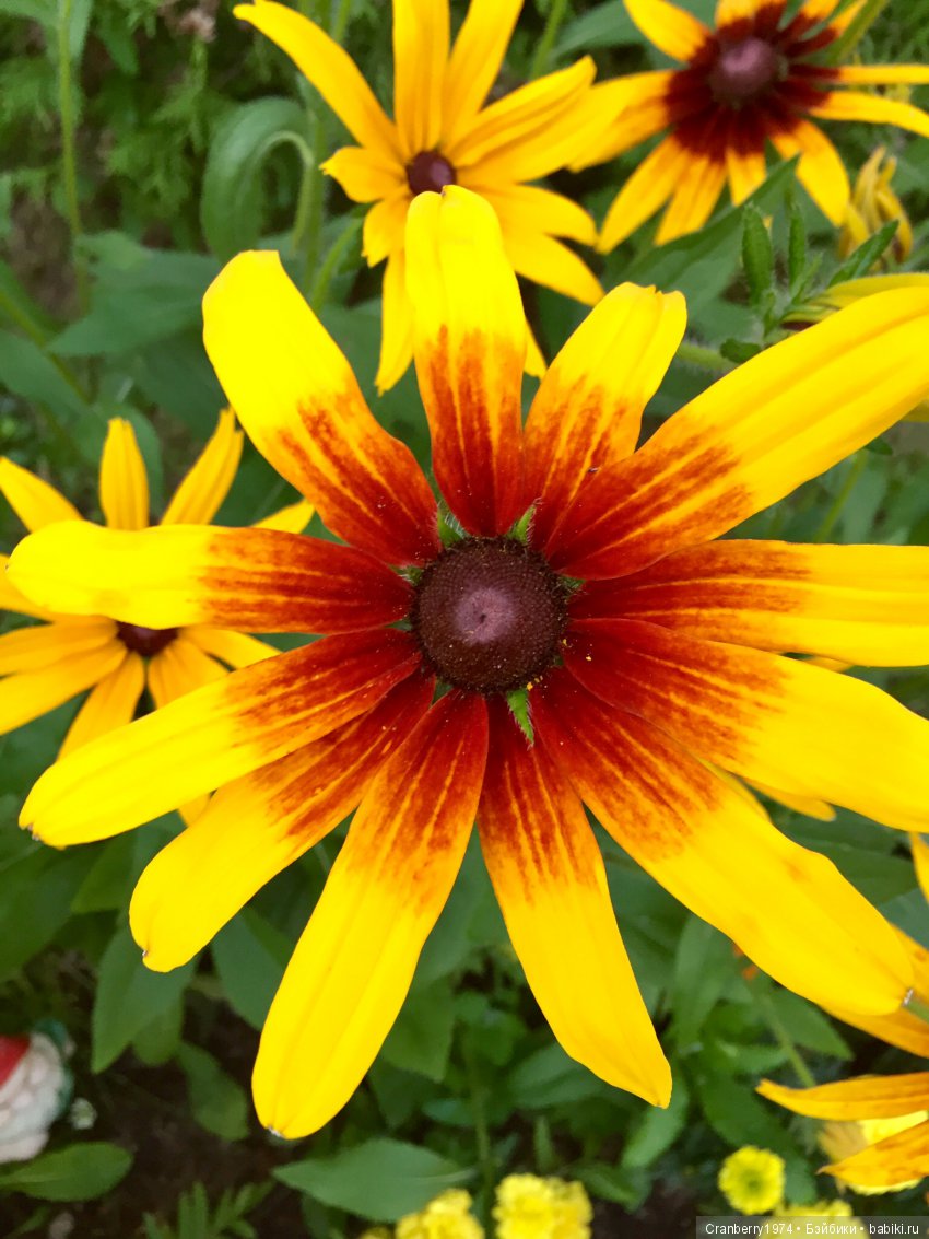 Цветы- роскошный дар природы | Бэйбики Цветы- роскошный дар природы