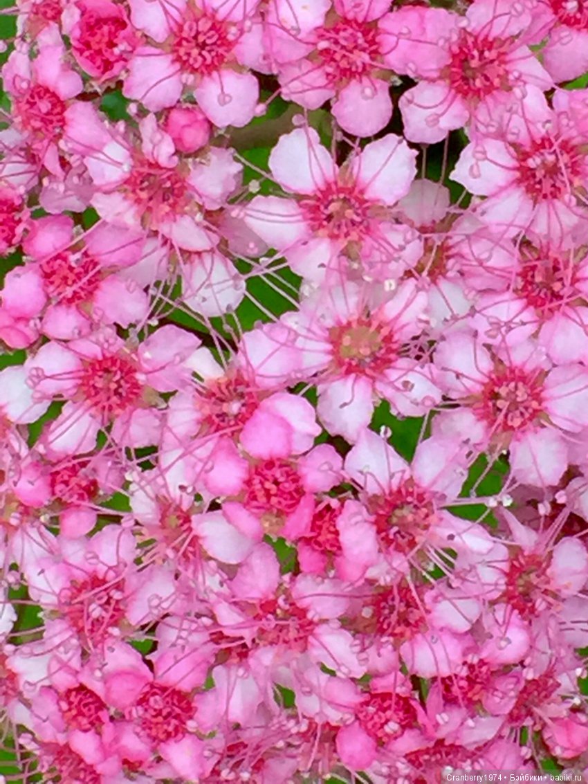 Цветы- роскошный дар природы | Бэйбики Цветы- роскошный дар природы (фото 3)