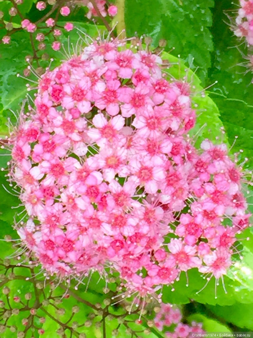 Цветы- роскошный дар природы | Бэйбики Цветы- роскошный дар природы (фото 4)