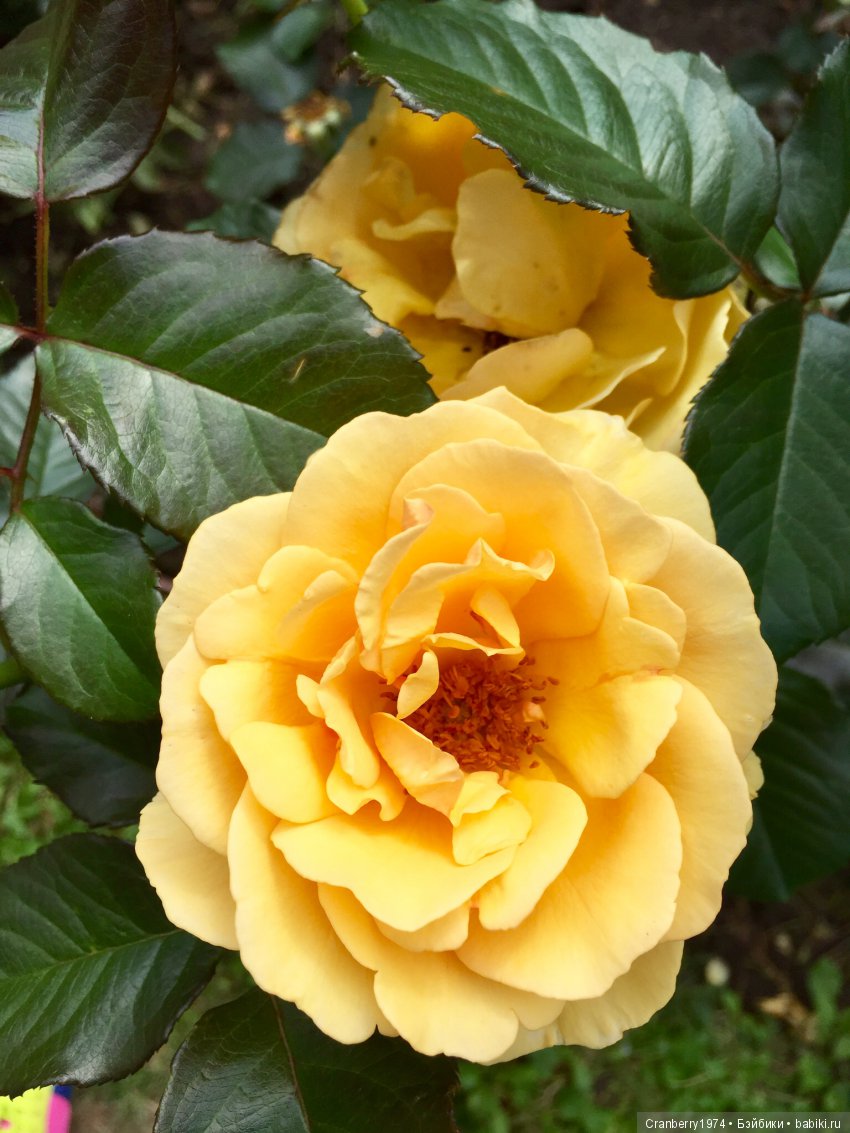 Цветы- роскошный дар природы | Бэйбики Цветы- роскошный дар природы