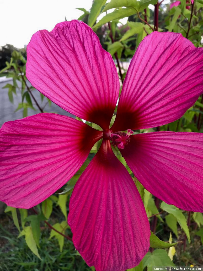 Цветы- роскошный дар природы | Бэйбики Цветы- роскошный дар природы