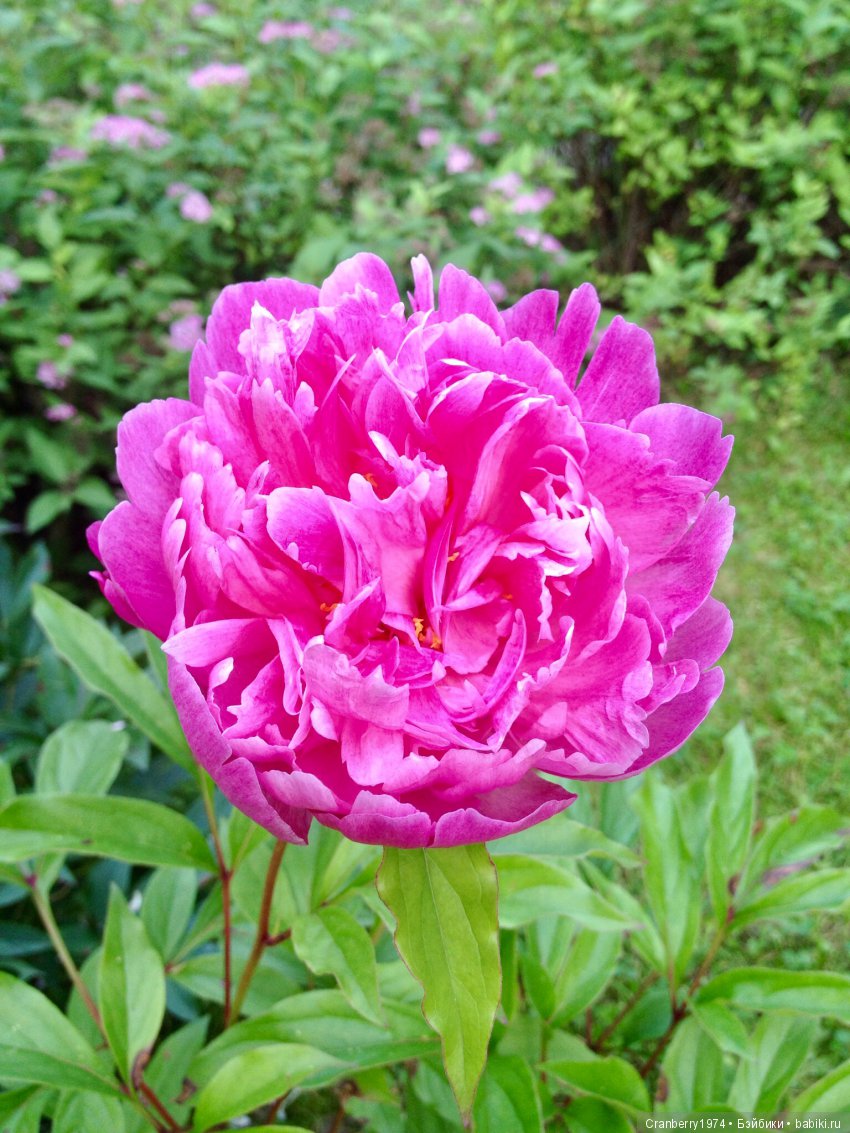 Цветы- роскошный дар природы | Бэйбики Цветы- роскошный дар природы (фото 2)