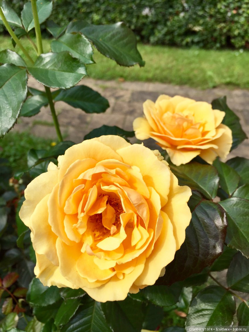 Цветы- роскошный дар природы | Бэйбики Цветы- роскошный дар природы