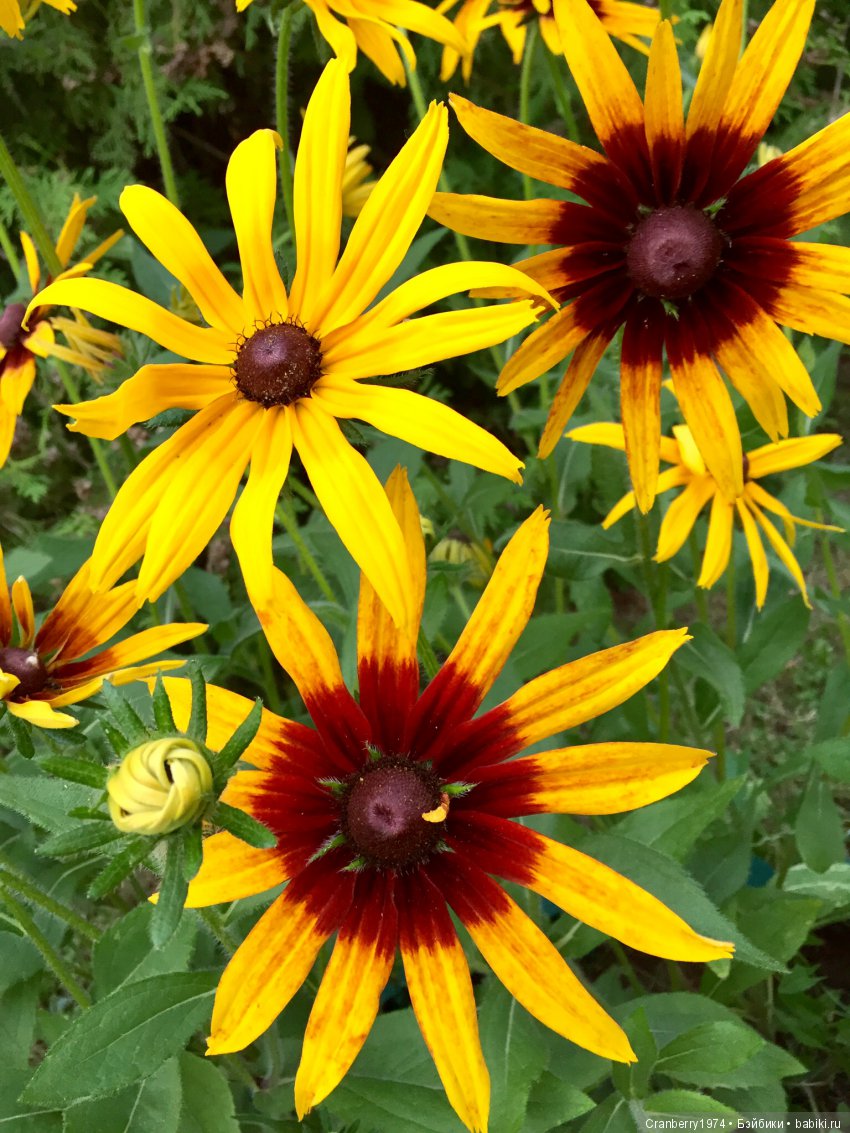 Цветы- роскошный дар природы | Бэйбики Цветы- роскошный дар природы (фото 8)