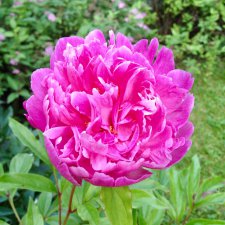 Цветы- роскошный дар природы!