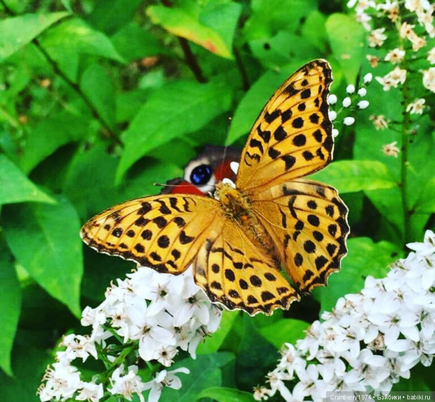 Просто очень красиво — Красивая природа и цветы: фото пейзажей