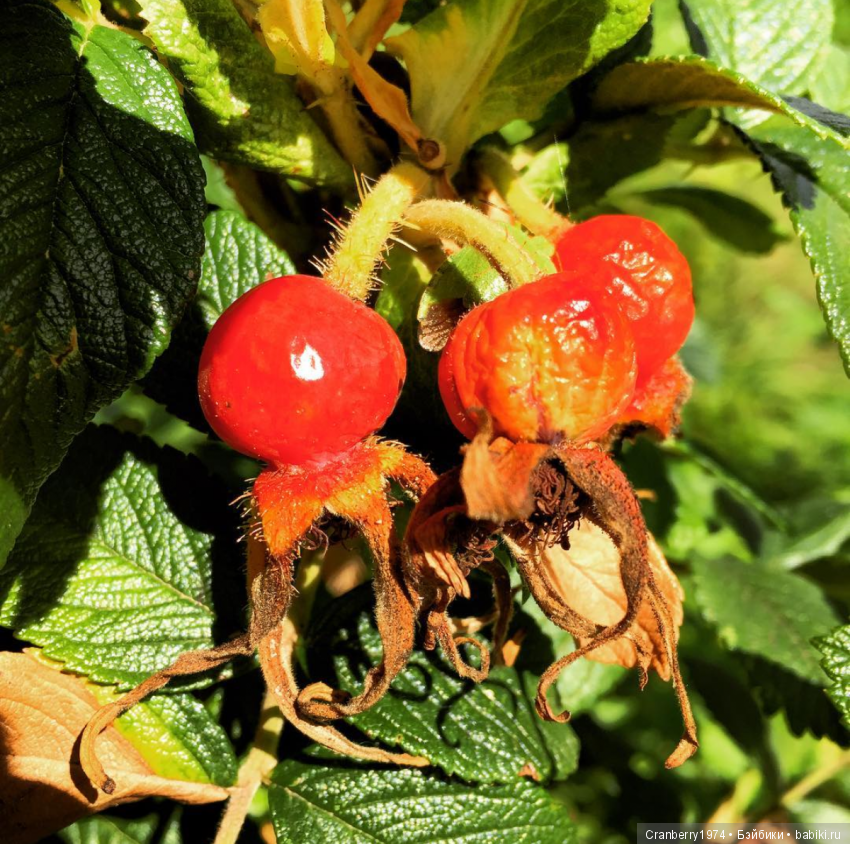 Просто очень красиво — Красивая природа и цветы: фото пейзажей