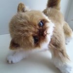 Котёнок Томас
