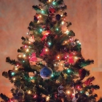 На ёлке новый житель