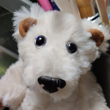 Белый медвежонок