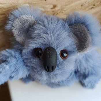 Коала