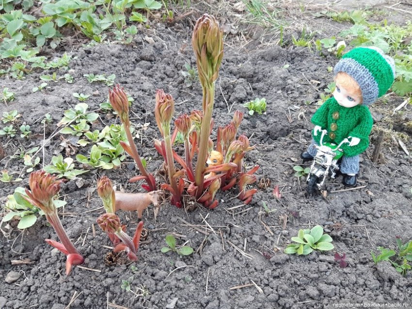 Любопытный "десант" — Куклы Baboliy (Баболи (фото 10)