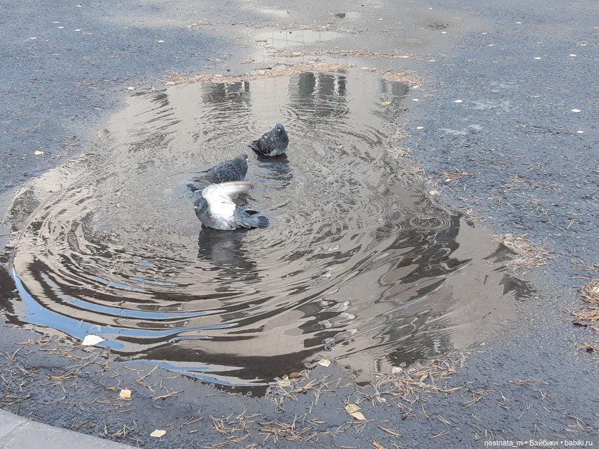 Поездка на дачу | Бэйбики Поездка на дачу — Zapf Creation Mini: Baby Born