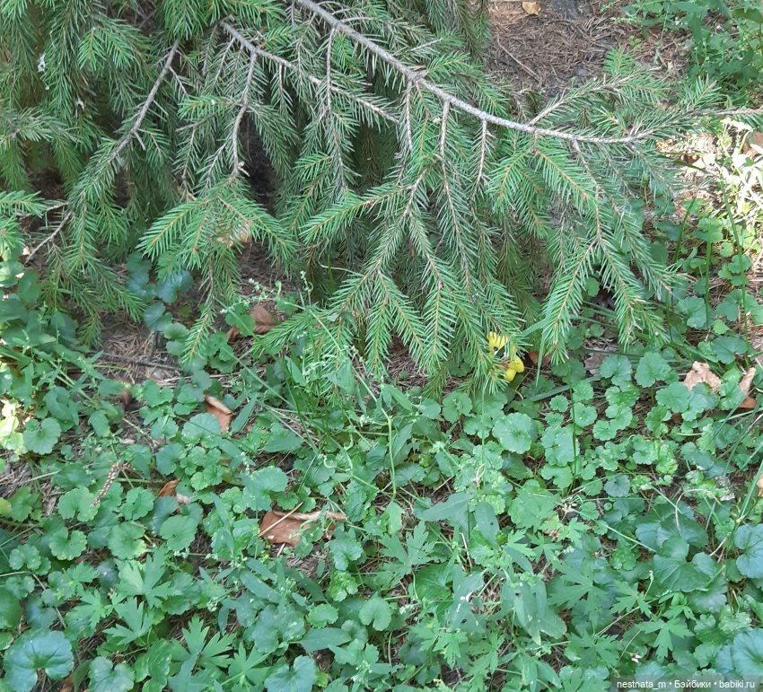 В парке — Куклы Baboliy (Баболи (фото 5)