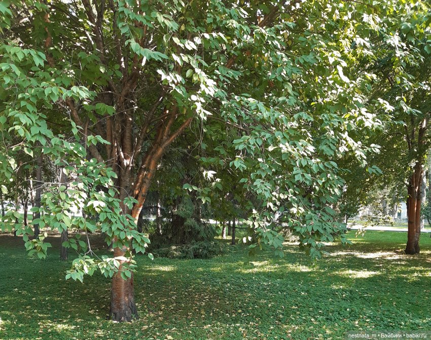 В парке — Куклы Baboliy (Баболи