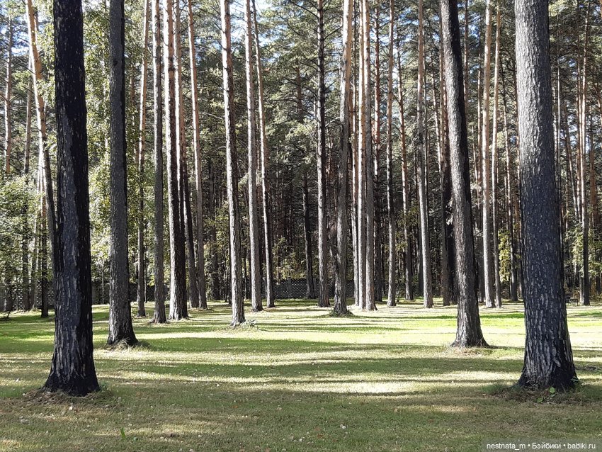 Поездка на дачу | Бэйбики Поездка на дачу — Zapf Creation Mini: Baby Born