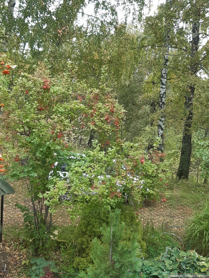 Поездка на дачу | Бэйбики Поездка на дачу — Zapf Creation Mini: Baby Born