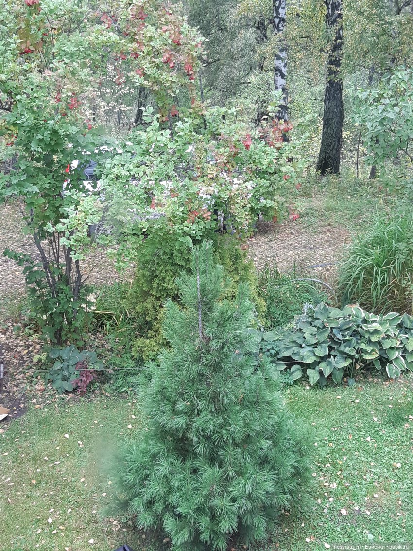 Поездка на дачу | Бэйбики Поездка на дачу — Zapf Creation Mini: Baby Born