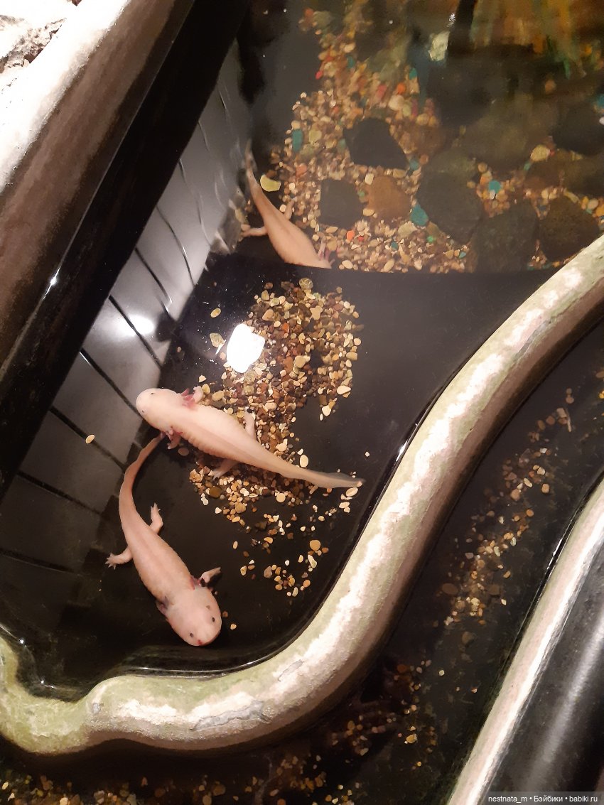 Элина и моя поездка — Куклы Baboliy (Баболи (фото 10)