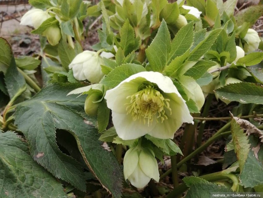 Как мы с Анечкой щенка нашли (фото 3)