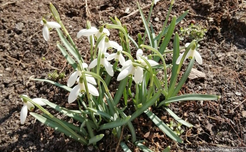 Как мы с Анечкой щенка нашли (фото 2)