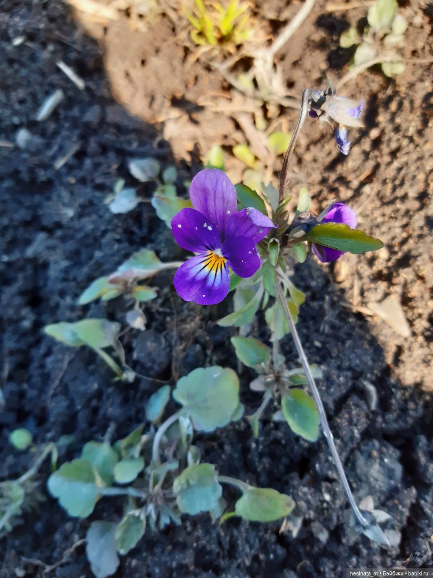Первый цветочек — Куклы Baboliy (Баболи
