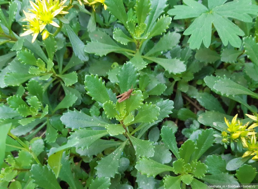 Любопытная Милка | Бэйбики Любопытная Милка — Куклы Baboliy (Баболи (фото 6)