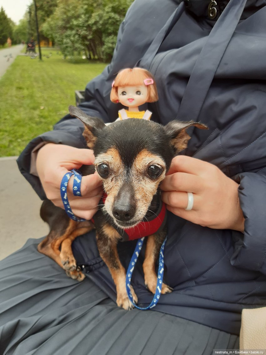 Знакомство с Лапой — Куклы Baboliy (Баболи (фото 8)