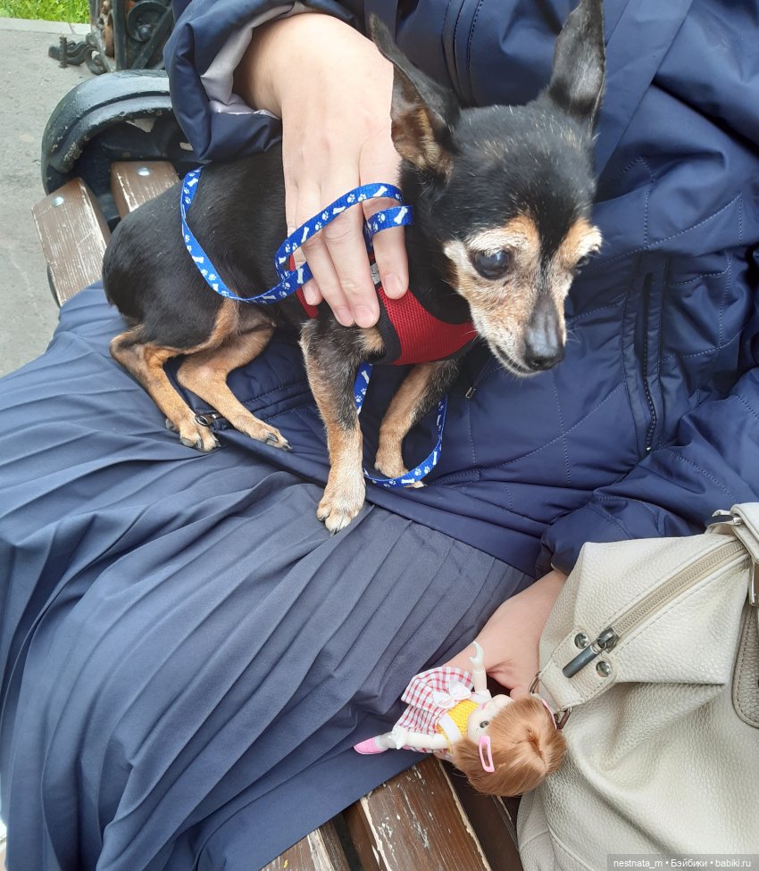 Знакомство с Лапой — Куклы Baboliy (Баболи (фото 6)